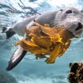 Investigación de fotógrafos asequibles en línea